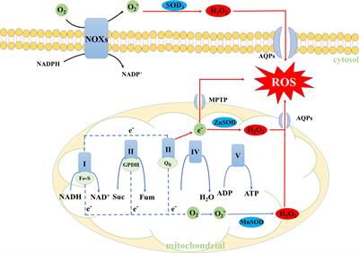 Glutamine metabolism in cancers: Targeting the oxidative homeostasis